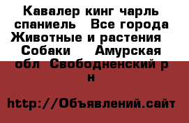 Кавалер кинг чарль спаниель - Все города Животные и растения » Собаки   . Амурская обл.,Свободненский р-н